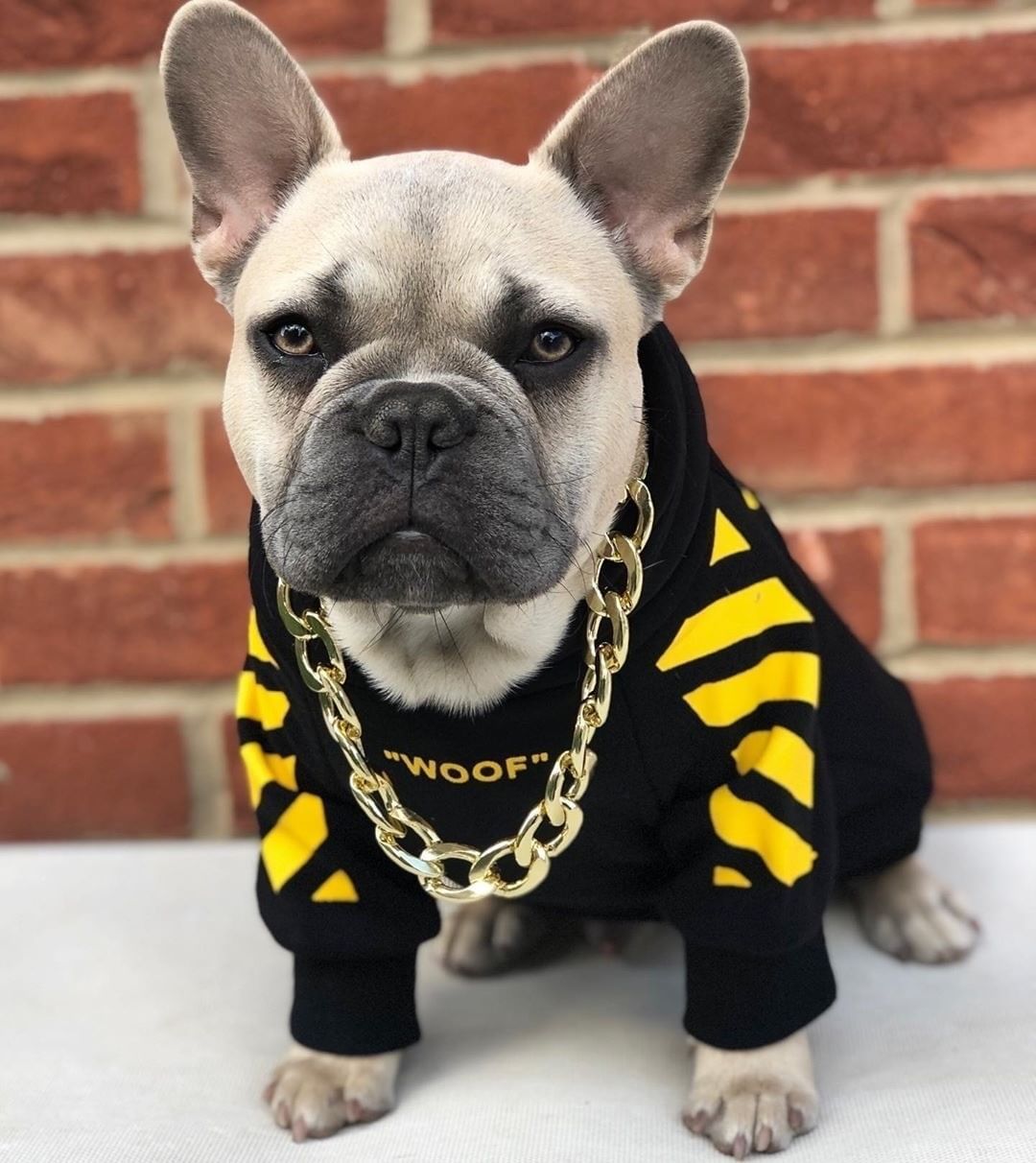 Street Pup Dog Hoodie – WOOF Edition